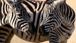 Idemo u Zoo: Zebra