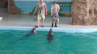 Дельфины     Dolphins