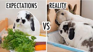 Life with Bunnies | Expectation vs Reality 