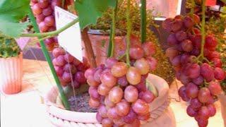 How To Grow, Planting, And Care Grapes in Containers | Growing Grapes At Home | Gardening Tips