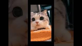 Cute Kitten Playing #cutecat #cutekitty #cutekitten #catvideos #shorts