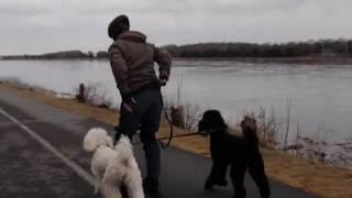 Poodles rollerblading with Lisa.MP4