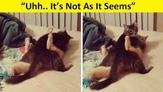 Pets Who Were Caught In Compromising Positions..