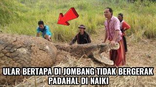 Viral.! Ular bertapa di jombang tidak bergerak padahal dinaiki