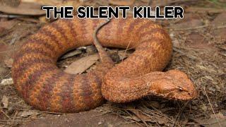 The Common Death Adder - Everything you need to know