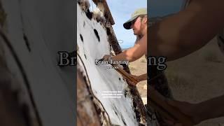 Brain Tanning a Hide #survival #offgridlifestyle