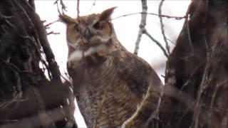 Great Horned Owl Hooting Territorial Evening Call At Sunset