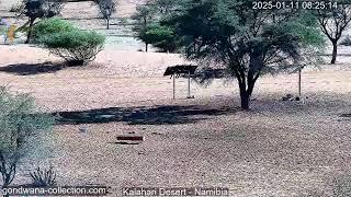 Namibia: Live stream in the Kalahari Desert