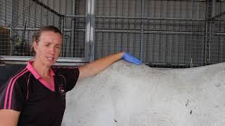 Let's learn about your horses bean removal, Dr Louise shows you how.