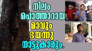 Kottarakkara! Mamoot's Dangerous Tree: Residents Call for Immediate Removal! Malayalam Latest News!