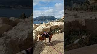 KatinBeagle Calpe 