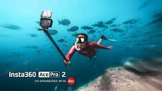 Filming Sharks for World Wildlife Day x Zimydakid | Insta360 Ace Pro 2