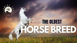 Journey Through Time: Unveiling the Oldest Horse Breed  | Illumine Trail  |