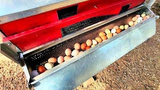  The Best Egg Nest Ever!  2 Years of Testing! I've owned Chickens for 30 years!