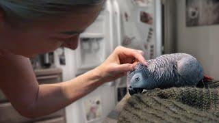Day 1 With Bean The Terrified African Grey (Part 2)