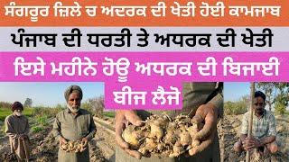 250 ਰੁਪਏ ਕਿੱਲੋ ਵਿਕਣ ਵਾਲੀ ਅਦਰਕ ਦੀ ਖੇਤੀ Adhrak di kheti Punjab ch Ginger Farming at Punjab