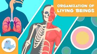 Organization of Living Beings ️ Cells, Tissues, Organs, Organ Systems and Organisms 