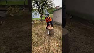 Cutting stump with Stihl MS 661 C-M W #shorts