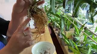 Transferring Fine rooted Oncidium types and Dendrobiums to water culture