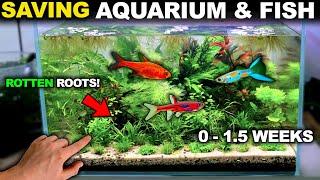 I SAVED My Aquarium & Fish From MELTDOWN!! (Turbo Walstad Tank)