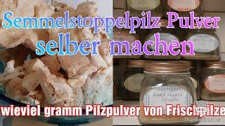 Pilzpulver herstellen Semmelstoppelpilz