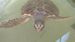 Italiens Adria-Küste: Wenn sich Badegäste und Schildkröten den Strand teilen