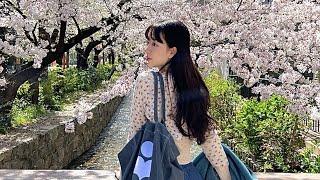 KYOTO VLOG | 교토 여행 | 벚꽃시즌 교토 vlog | Japan cherry blossom