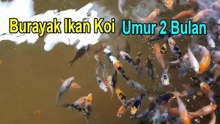 Burayak Ikan Koi umur 2 Bulan