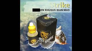 Essen Ikan Mas Paling Bagus - Push Strike Essen Umpan Ikan Mas Segala Medan Mancing