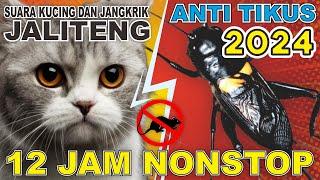 CARA TERBARU 2024 UNTUK MENGUSIR TIKUS, DIJAMIN AMPUH SUARA KUCING DAN JANGKRIK 12 JAM NONSTOP