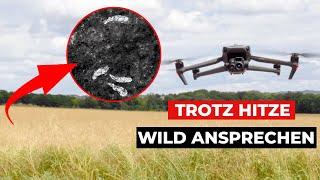 SAUEN trotz HITZE in den Feldern ansprechen?!  DJI Mavic 3 Thermal über dem Raps