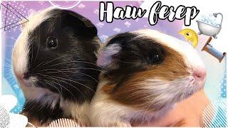 Вечер морских свинок|guinea pigs evening|СВИНКИ с МОРЯ