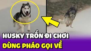 Ngáo Husky bỏ nhà ĐI CHƠI, chàng trai ĐỐT PHÁO hù dọa và cái kết  | Yêu Lu Official