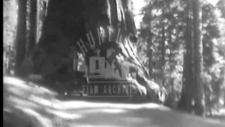 Car drives through Giant Redwood tree, 1940's.  Archive film 94412