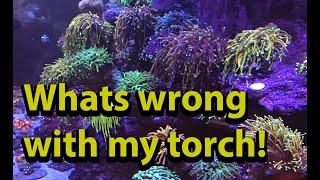 Why won't my torch coral open ? \\ Diagnosing Torch Coral Issues