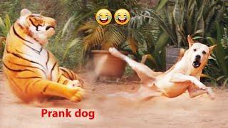 Prank Dog! Funny dog and fake tiger, try not to laugh, 2022