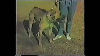 SABT (SABBS) Boerboel appraisal 1990