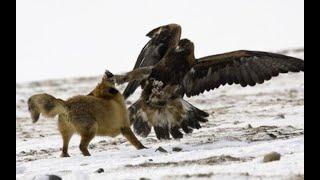 Жуткие нападения орла на людей и животных. Орел в деле. Eagle attacks on animals