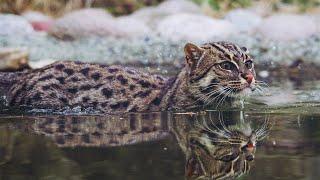 Вивверовый кот - хищный ныряльщик и настоящий рыболов! Интересные факты о коте-рыболове.