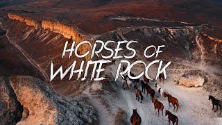 Horses of White Rock, Crimea. Drone Cinematic / Лошади у Белой Скалы, Крым, съемка с дрона 4k