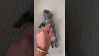 Olha a Reação do Filhote  #americanbully #dog #humorpet #dogvideos #shorts #maoriblue