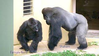 Silverback Gorilla Wants To Mate A Female | The Shabani Group