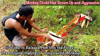 Release Monkey Long tail Choki into The Forest,He Has Grown Up and Aggressive Part.1 || Monkey