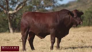 Santa Gertrudis bull