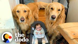 Golden Retriever Brothers Are Their Human Sister's Shadow | The Dodo