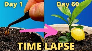 Growing a lemon tree from seed timelapse! #timelapse #plants #lemon