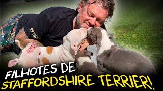 AMERICAN STAFFORDSHIRE TERRIER: FILHOTES INCRÍVEIS E SUAS CARACTERÍSTICAS ÚNICAS!