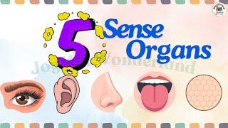 Sense organs |five senses |Our senses |Sense organs name |Sense organs functions |5 Senses