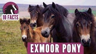 10 Fascinating Facts About The Exmoor Pony