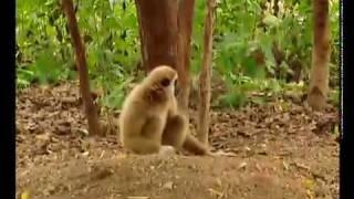 Gibbon plays with Tigers at www.gibbons.asia